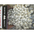 Good Quality 2020 Pure Garlic